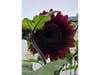 Sunflower in an Alameda yard.