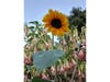 Sunflower in an Alameda yard.