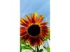 Sunflower in an Alameda yard.