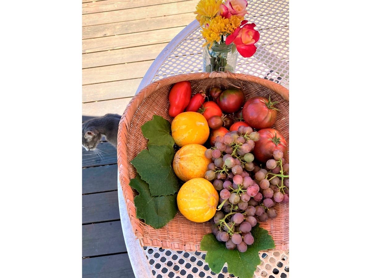 Bounty from the garden.