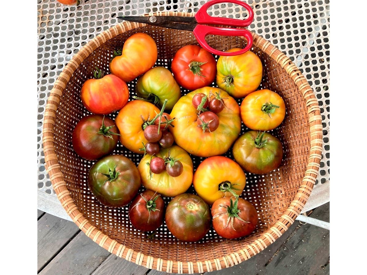 Tomatoes harvested from a San Leandro garden.