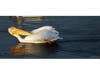 American white Pelican, Lake Elizabeth, Central Park, Fremont, CA.