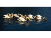 American white Pelicans, Lake Elizabeth, Central Park, Fremont, CA.
