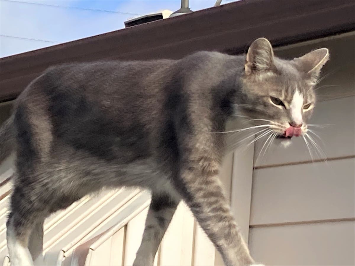 Buddy the cat in San Leandro, Calif.
