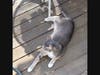 Buddy the cat relaxing on his backyard deck.