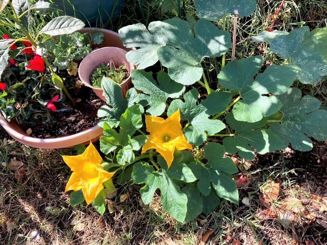 This is an 8-Ball Squash plant in San Leandro, Calif.