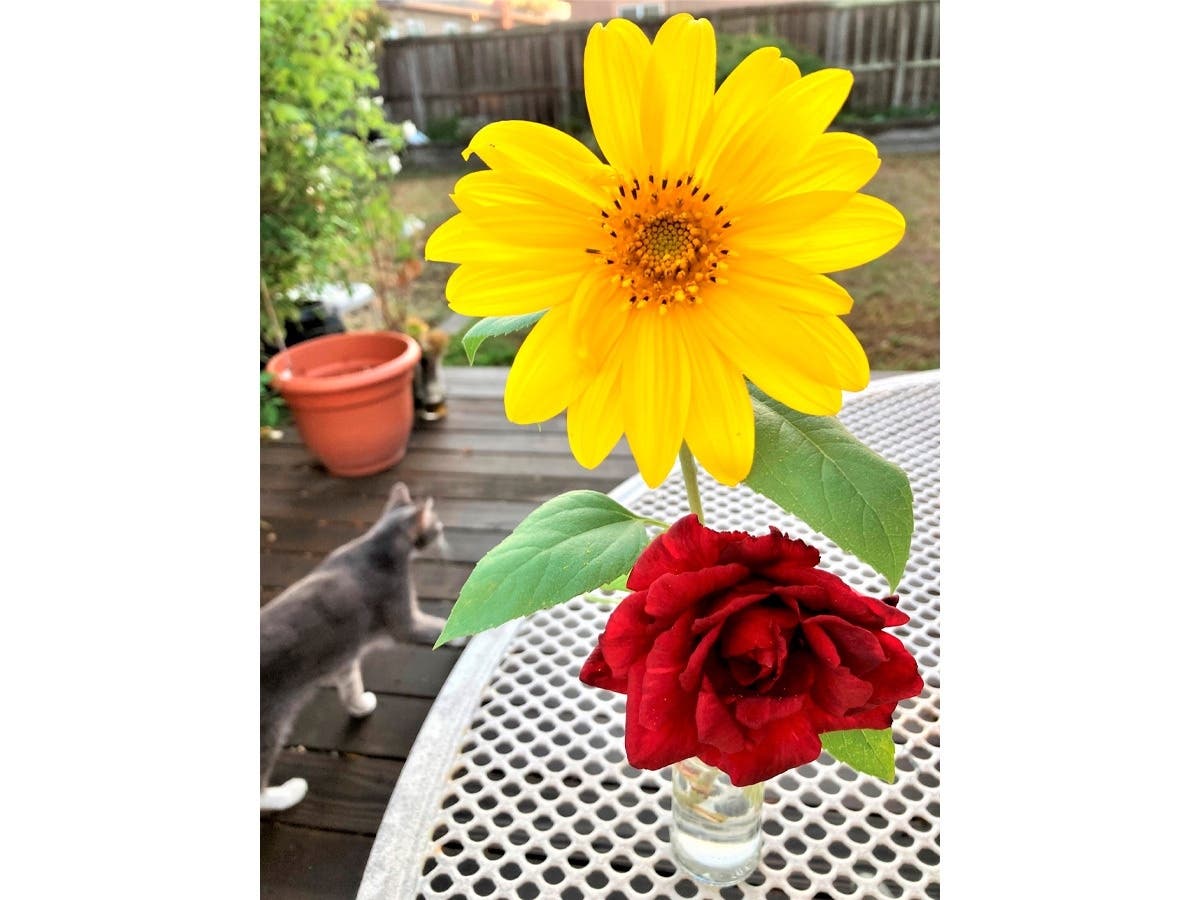 Did you notice Buddy the cat passing by?