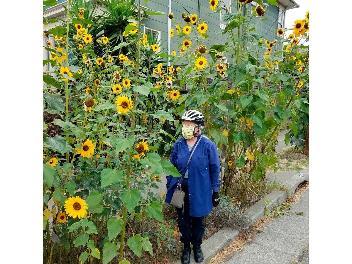 Sunflowers in Alameda, Calif. 