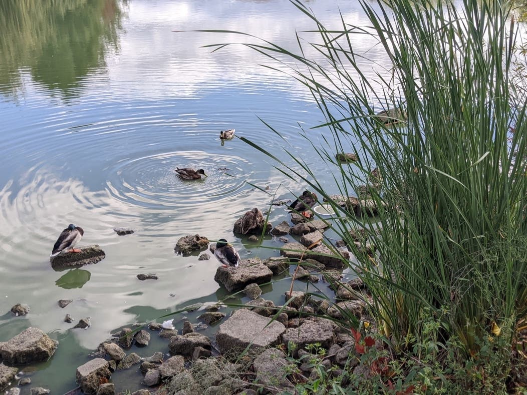 Mallard ducks at Lake Elizabeth, Fremont, Calif.