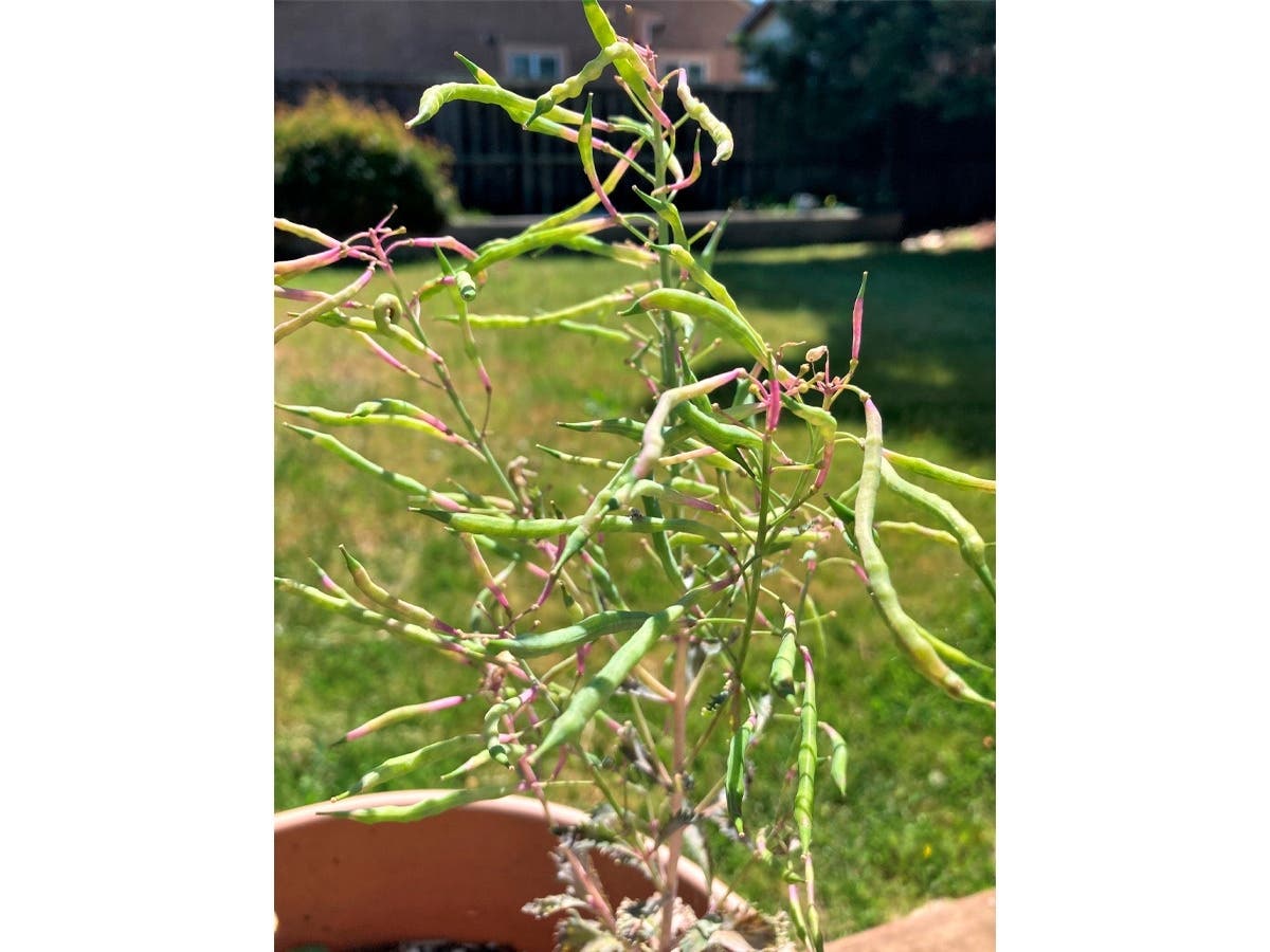 Flowering kale seed in San Leandro, Calif.