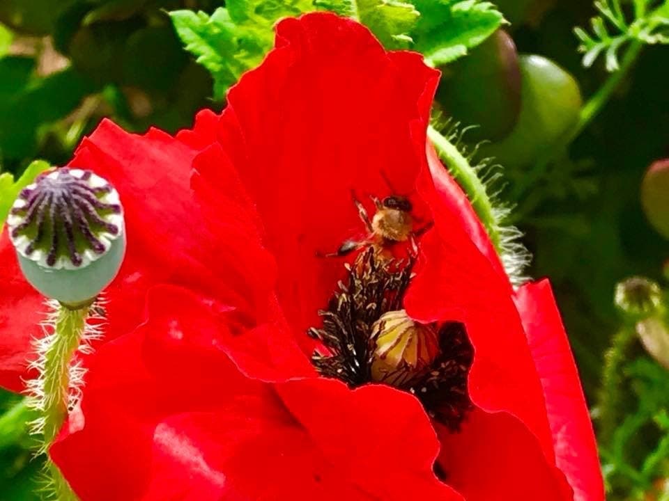 A scarlet poppy with a visitor collecting pollen in Alameda, Calif.