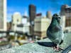 Pigeon in San Francisco.