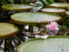Lilypads in bloom.