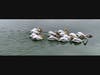 Pelicans on a lake in Fremont, Calif.