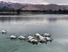 Pelicans on a lake in Fremont, Calif.
