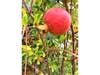 Pomegranate ripening in San Leandro.