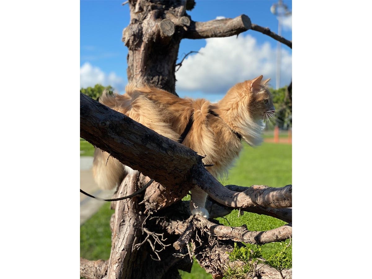 Cat playing at a neighborhood park in Alameda, Calif.