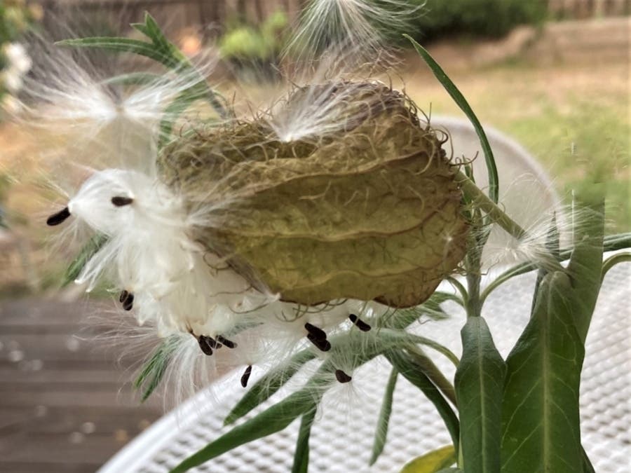 Milkweed gone to seed.