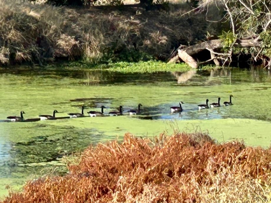 Canada geese swim in the Natomas Main Drainage Canal.