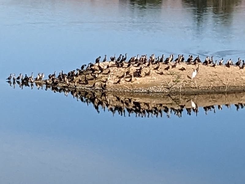 Birds on a small island, Fremont, Calif.