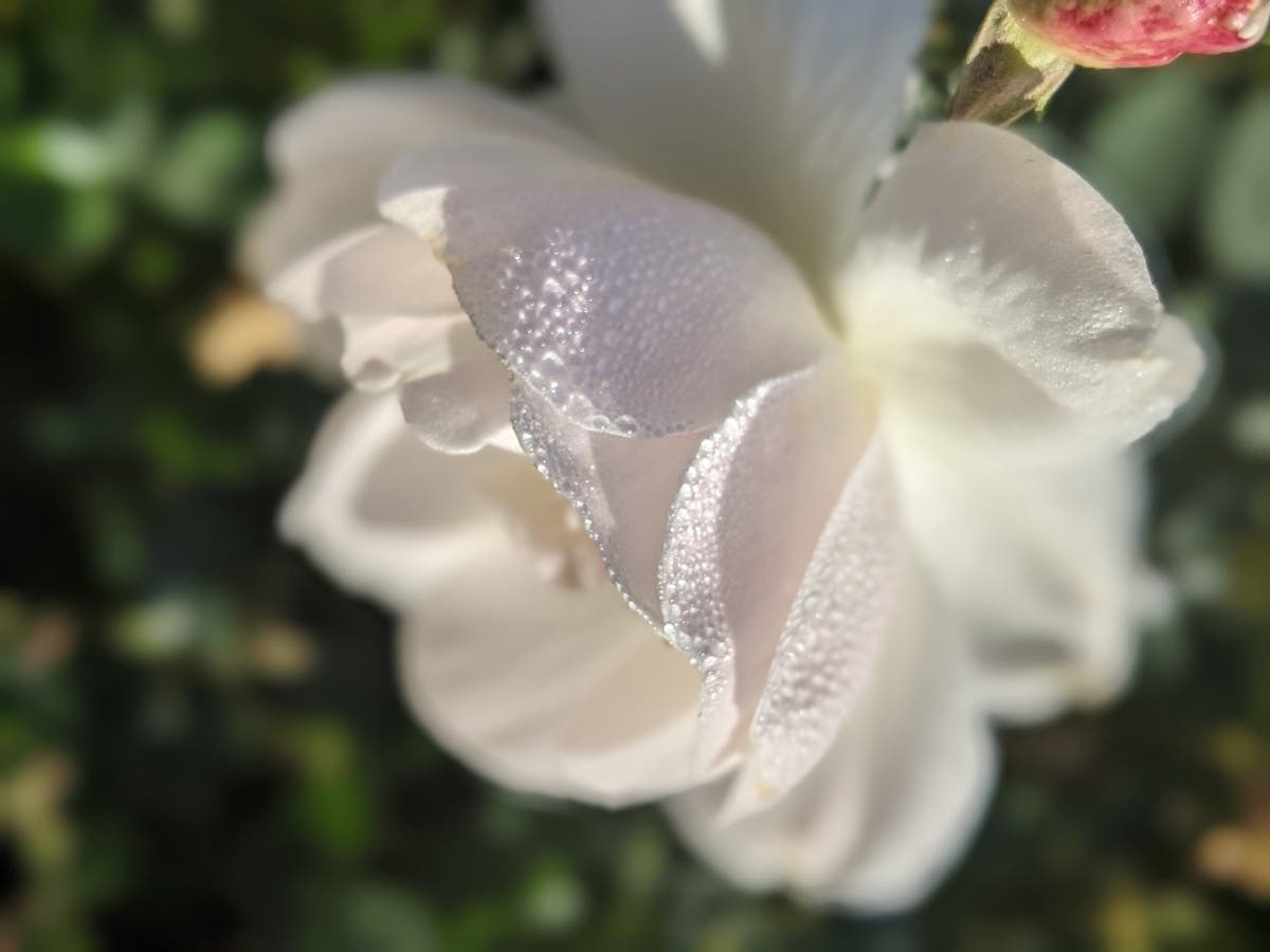 Dewdrops on a white rose.