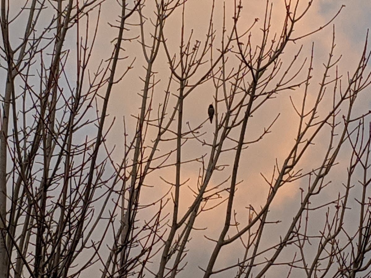 Blackbird in a tree in Walnut Creek, Calif.