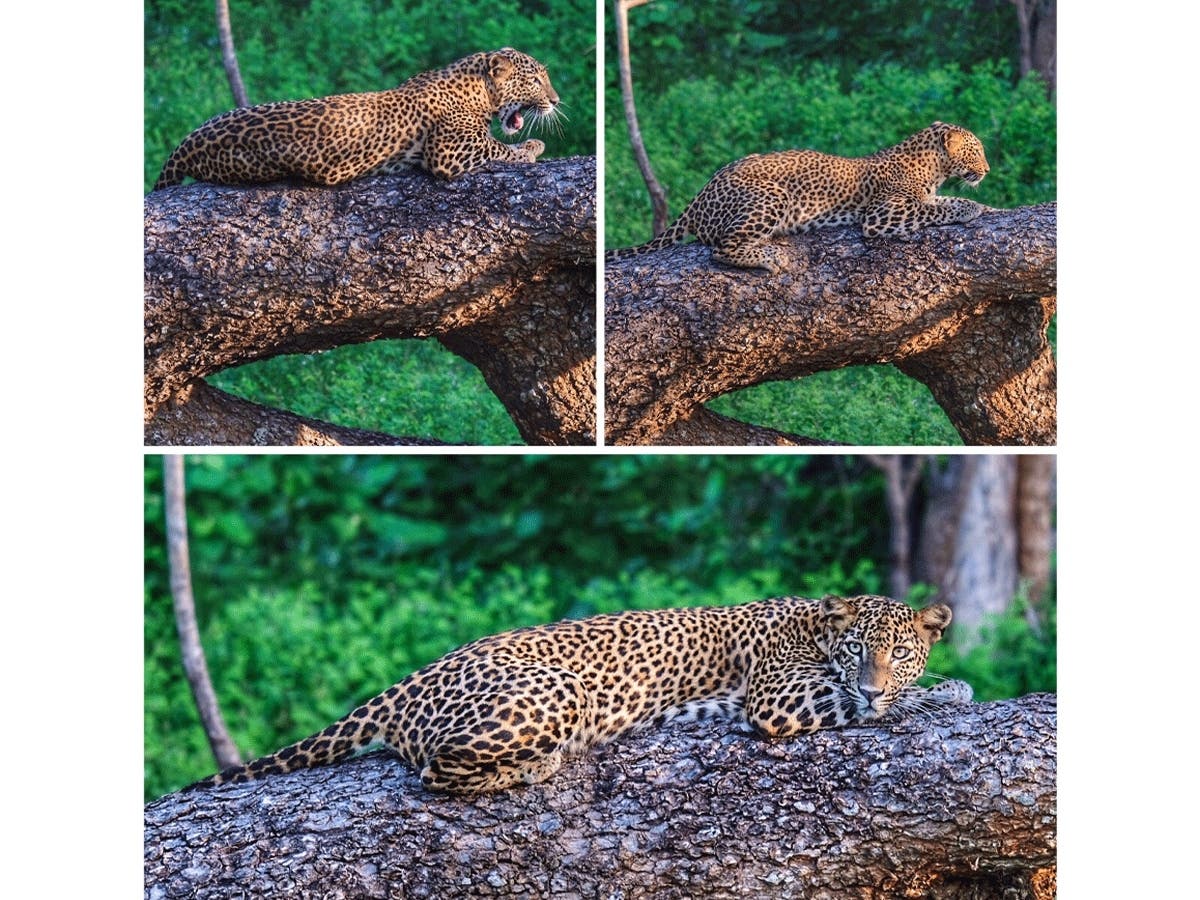 Leopard in Sri Lanka. 