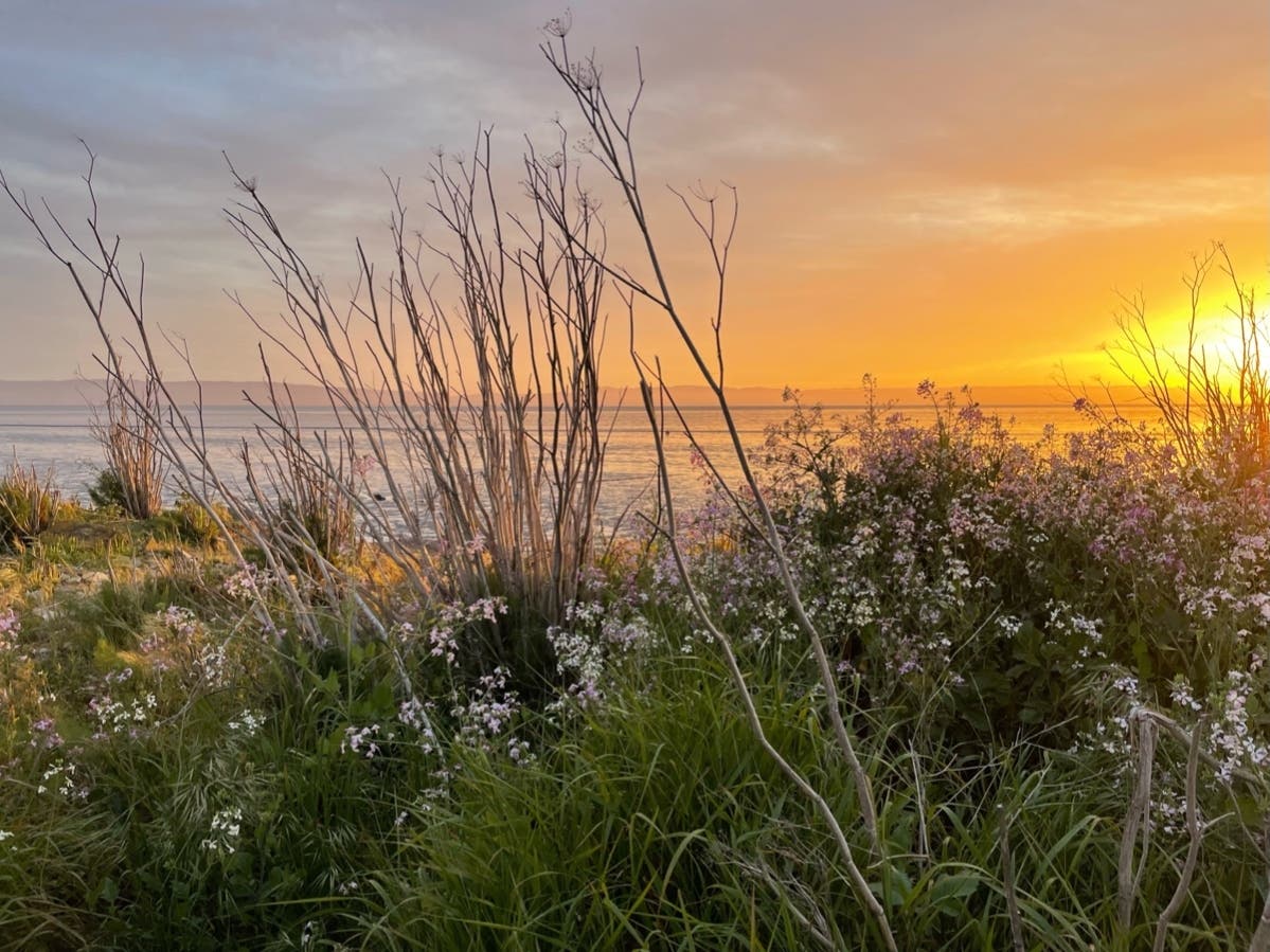 Sunset at the edge of San Francisco Bay.