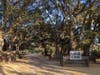 Boxed trees at ​California Nursery Historical Park in Fremont.