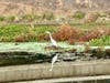 An egret wades in a Sacramento canal.