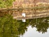 The canal continued to provide a mirror image of the egret as it flew away.