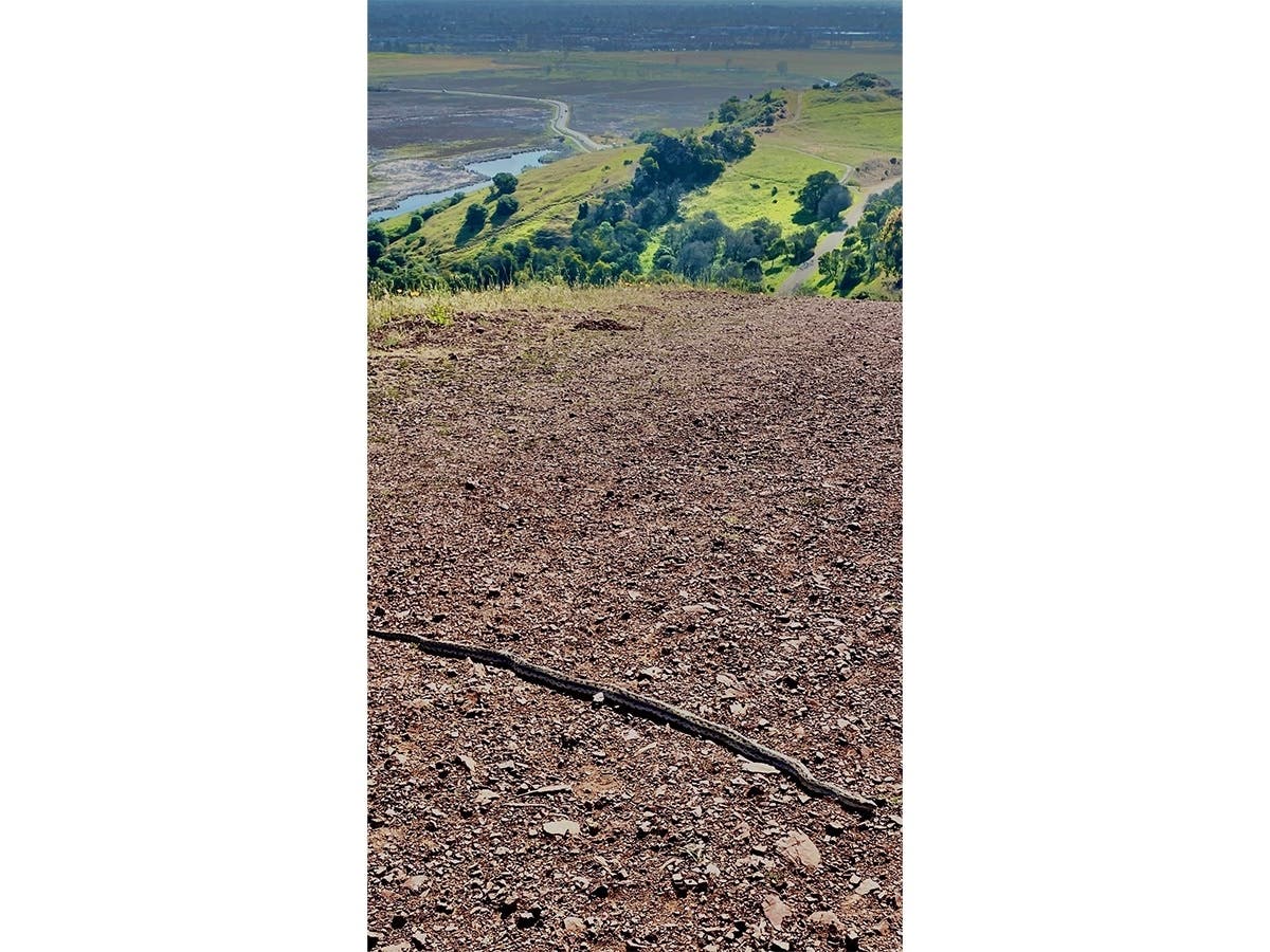 Snake on a hiking trail at Coyote Hills, Fremont, Calif.
