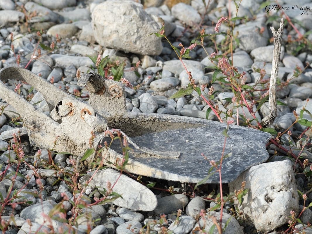 An old swim fin that had been submerged is now part of the shoreline.