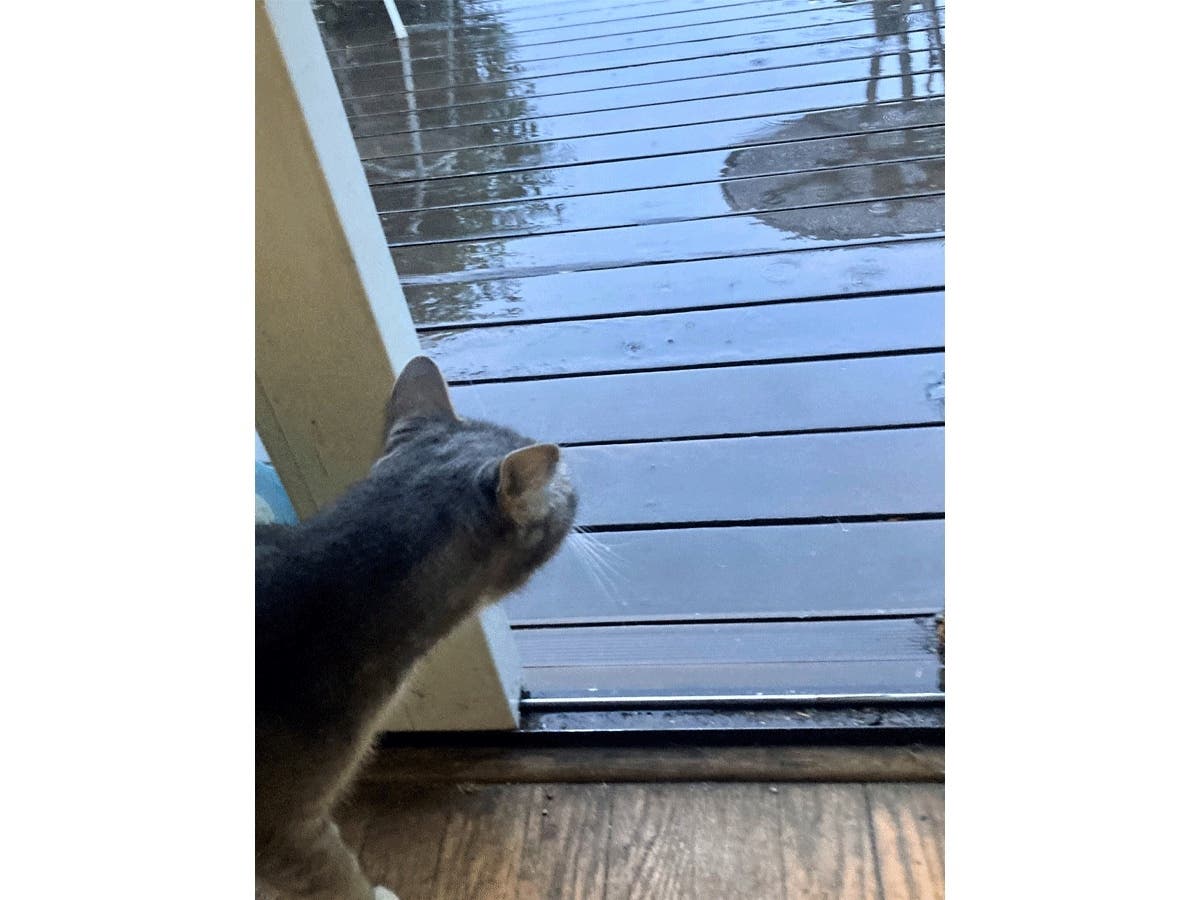 Buddy the cat observes the rain from inside.