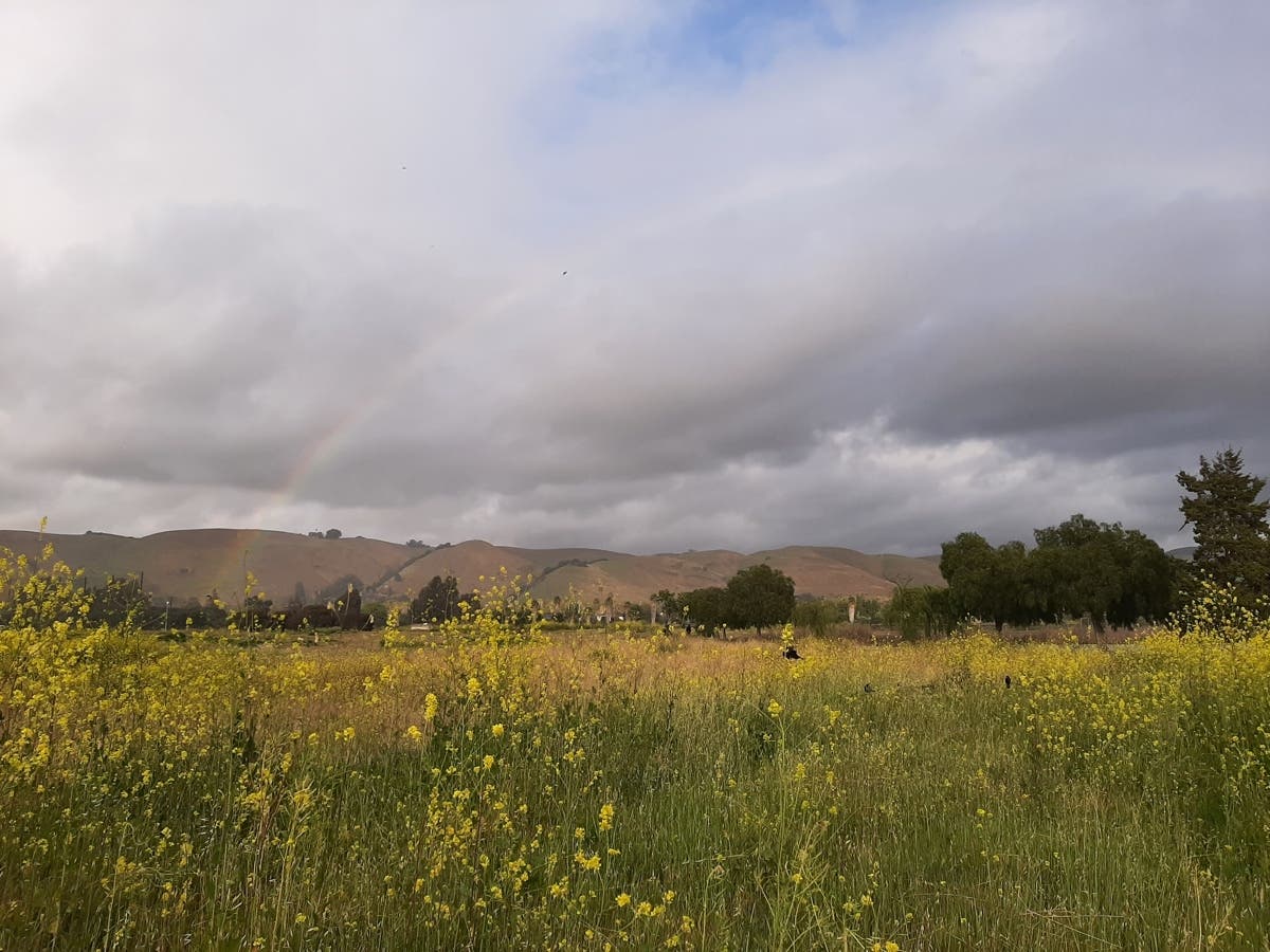 A faint rainbow over wildflowers at Central Park in Fremont, Calif.