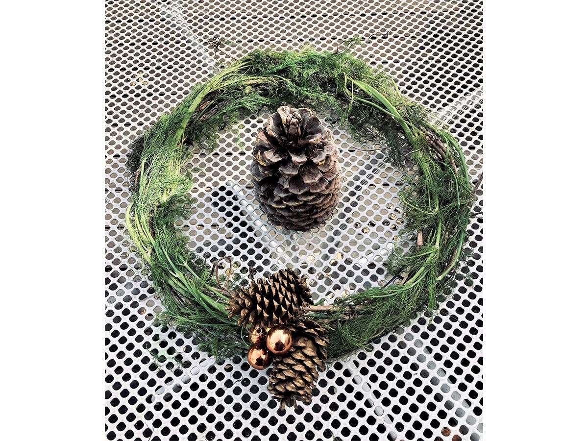 Fragrant fennel fronds will decorate Miyo Burnett's home on Thanksgiving. 