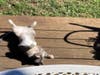 Buddy snoozes in the sun.