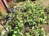 Vegetable garden cleanup in San Leandro.