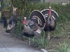 Turkeys celebrating their luck on Thanksgiving.