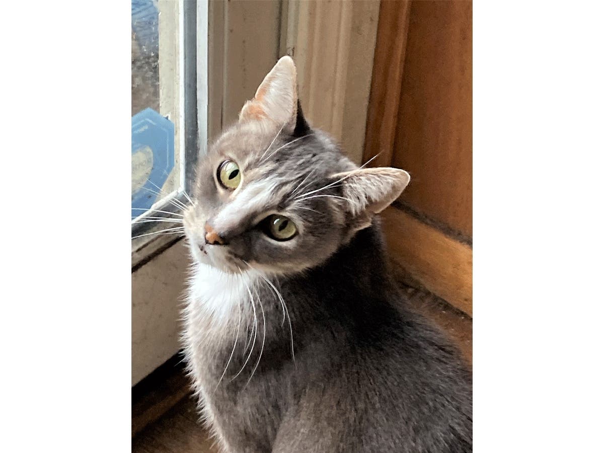 Buddy the cat prefers sunshine.