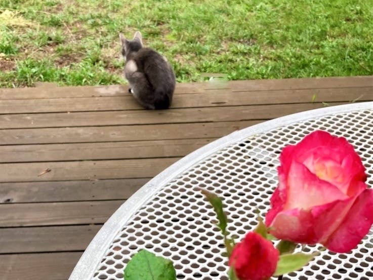 Buddy and roses in San Leandro, Calif.