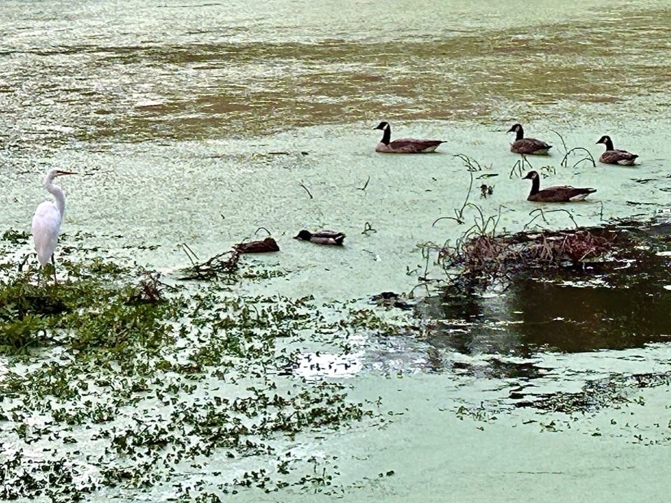 An egret, geese and ducks peacefully co-exist on an early November evening in Sacramento, Calif.