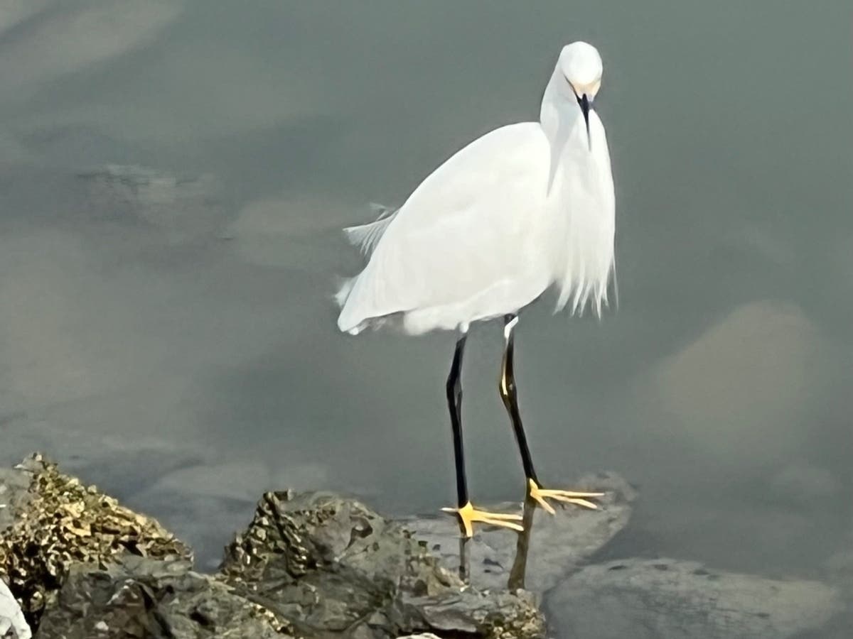 Egret in Alameda, Calif.