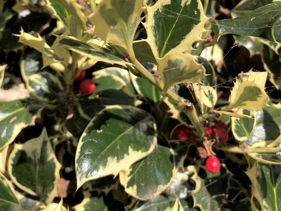 https://patch.com/img/cdn20/users/21854731/20221208/024740/styles/patch_image/public/holly-berries-2022___08144101409.jpg