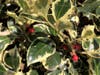 Variegated Holly (Ilex aquifolium) bush with berries in San Leandro, Calif.