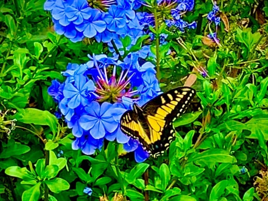 Butterfly in Joinville Park, San Mateo, Calif. 