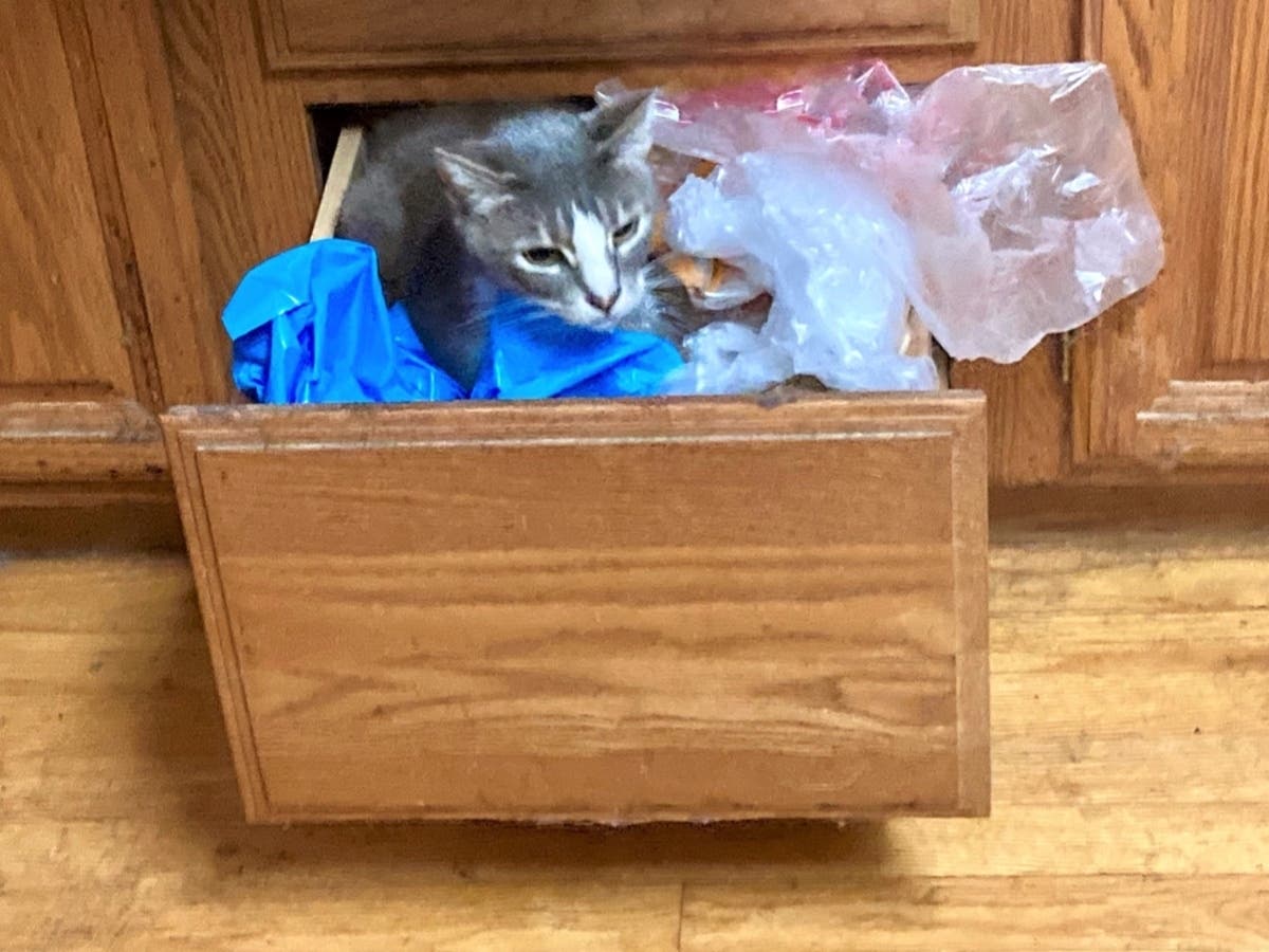Buddy the cat warms up in a drawer after the rain in San Leandro, Calif.