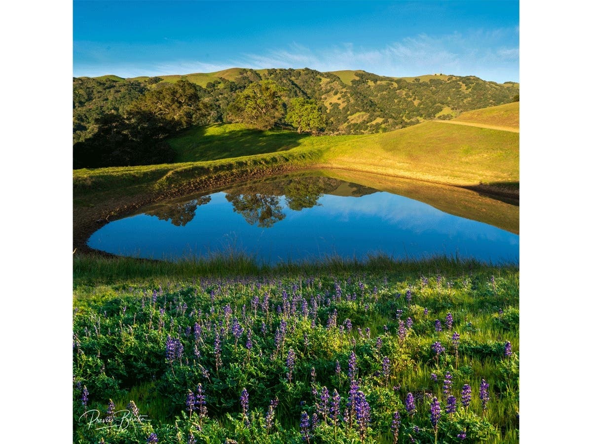 Lupines bloom on Pleasanton Ridge in California.