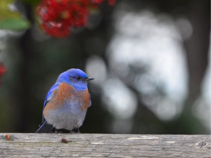 Mountain Bluebird in Alameda, Calif.