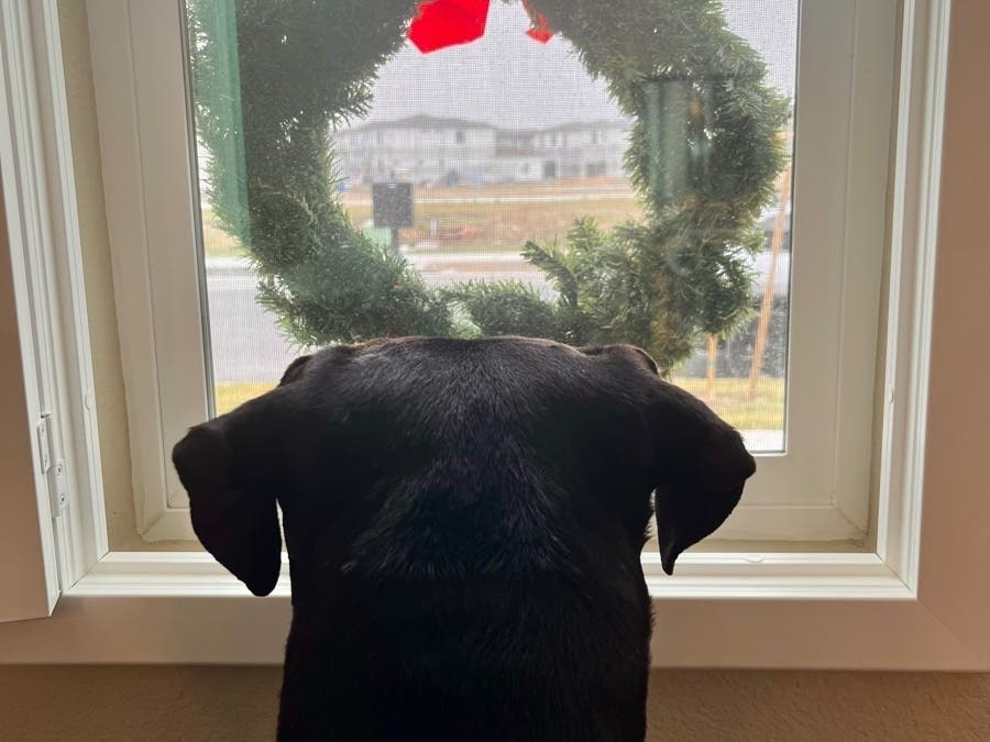 A photo showing this dog's view of his neighborhood.